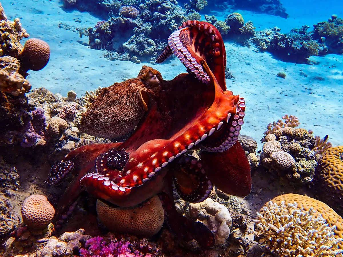 Big Blue Octopus