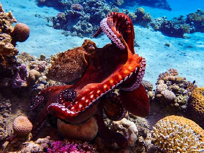 Big Blue Octopus