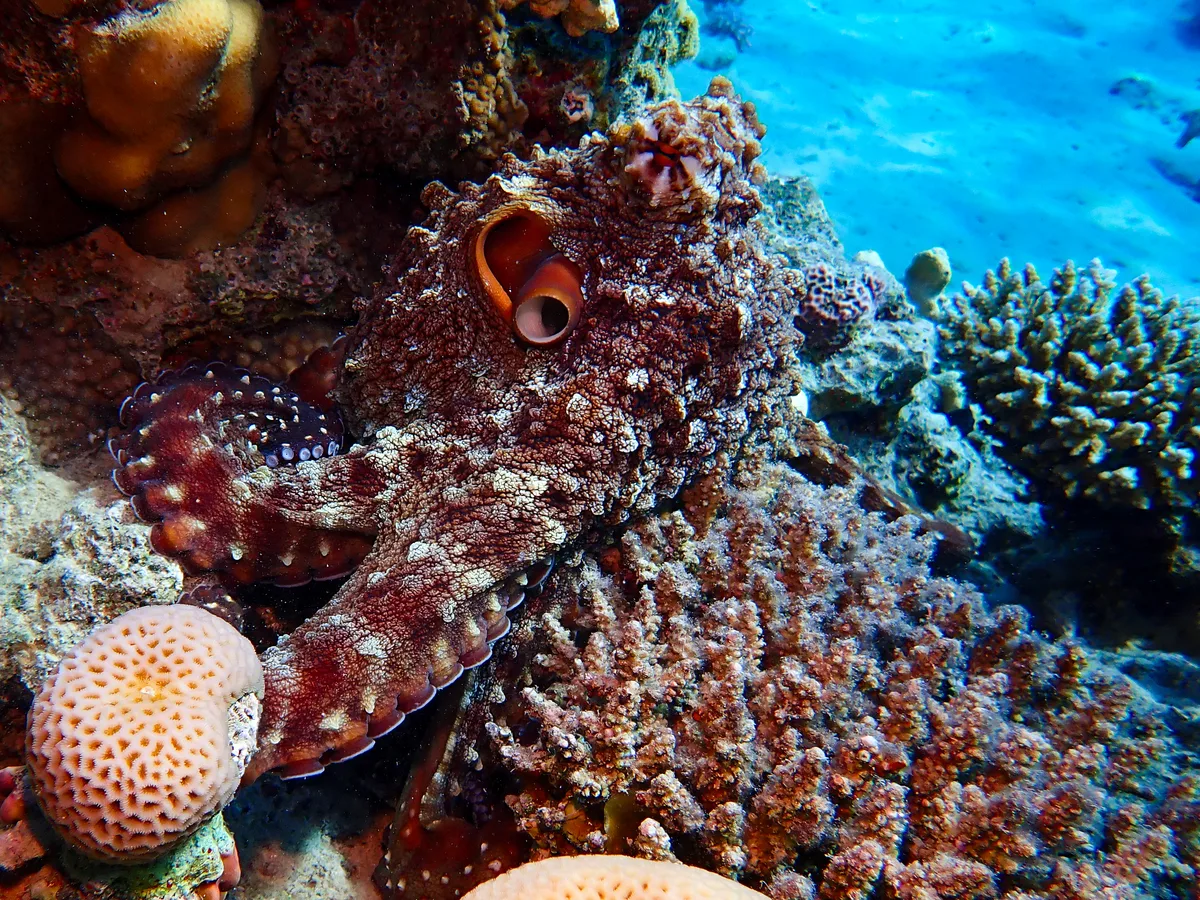 Big Blue Octopus