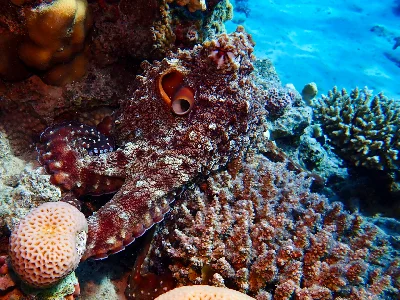 Big Blue Octopus