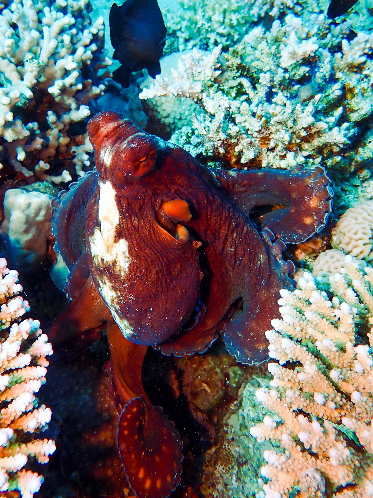 Big Blue Octopus
