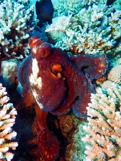 Big Blue Octopus