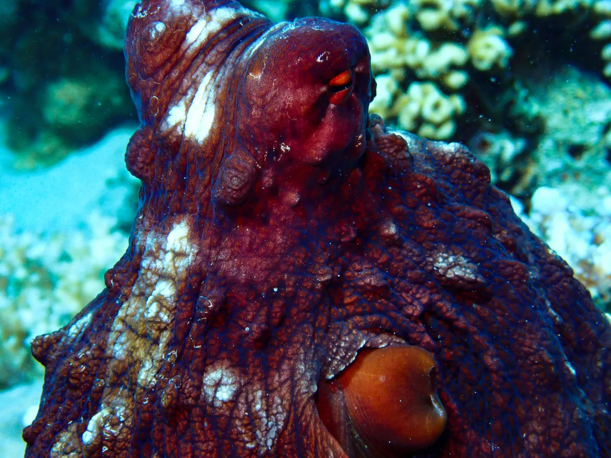 Big Blue Octopus