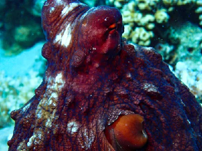 Big Blue Octopus