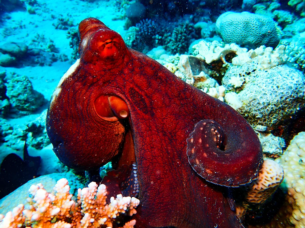 Big Blue Octopus
