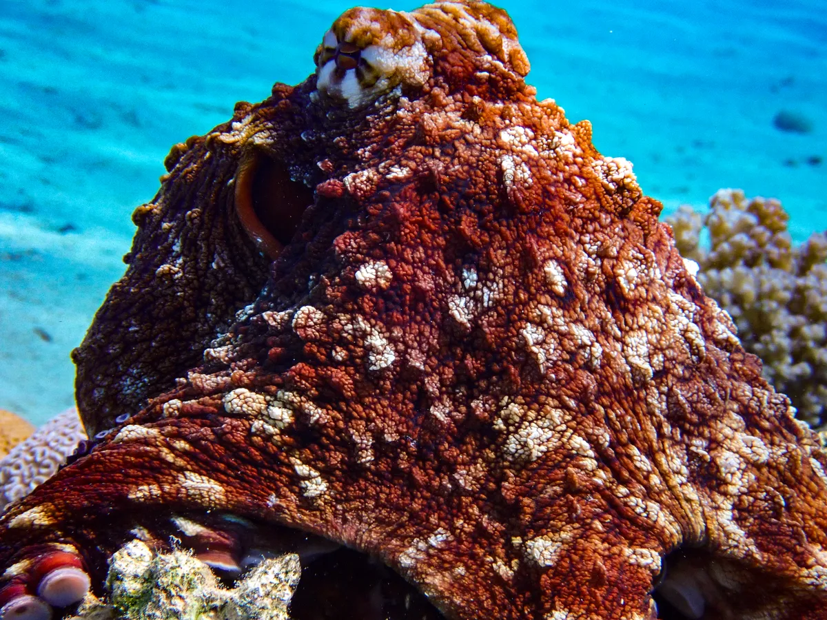 Big Blue Octopus