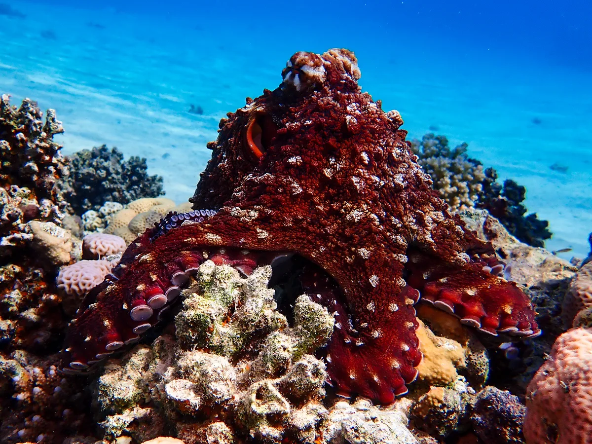 Big Blue Octopus