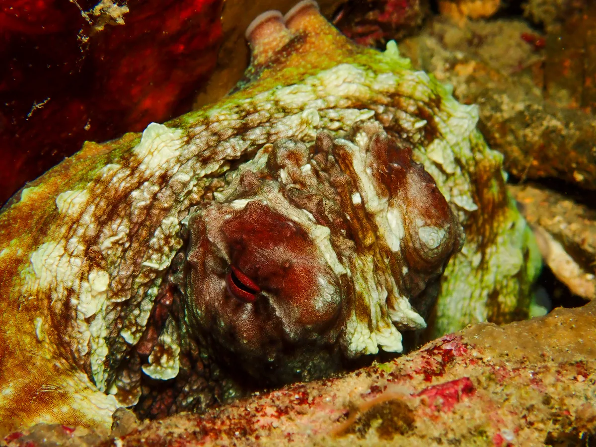 Big Blue Octopus