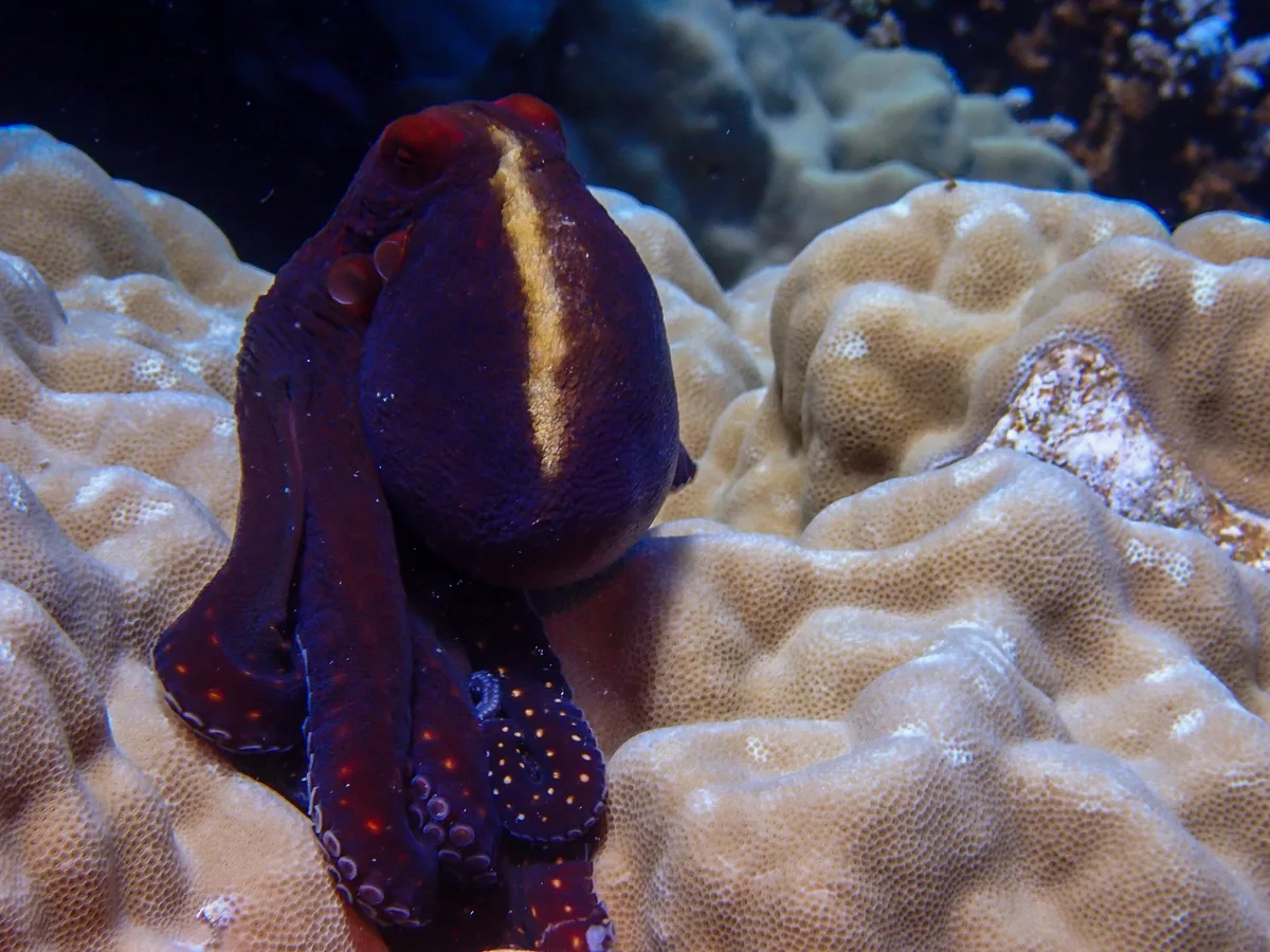Big Blue Octopus