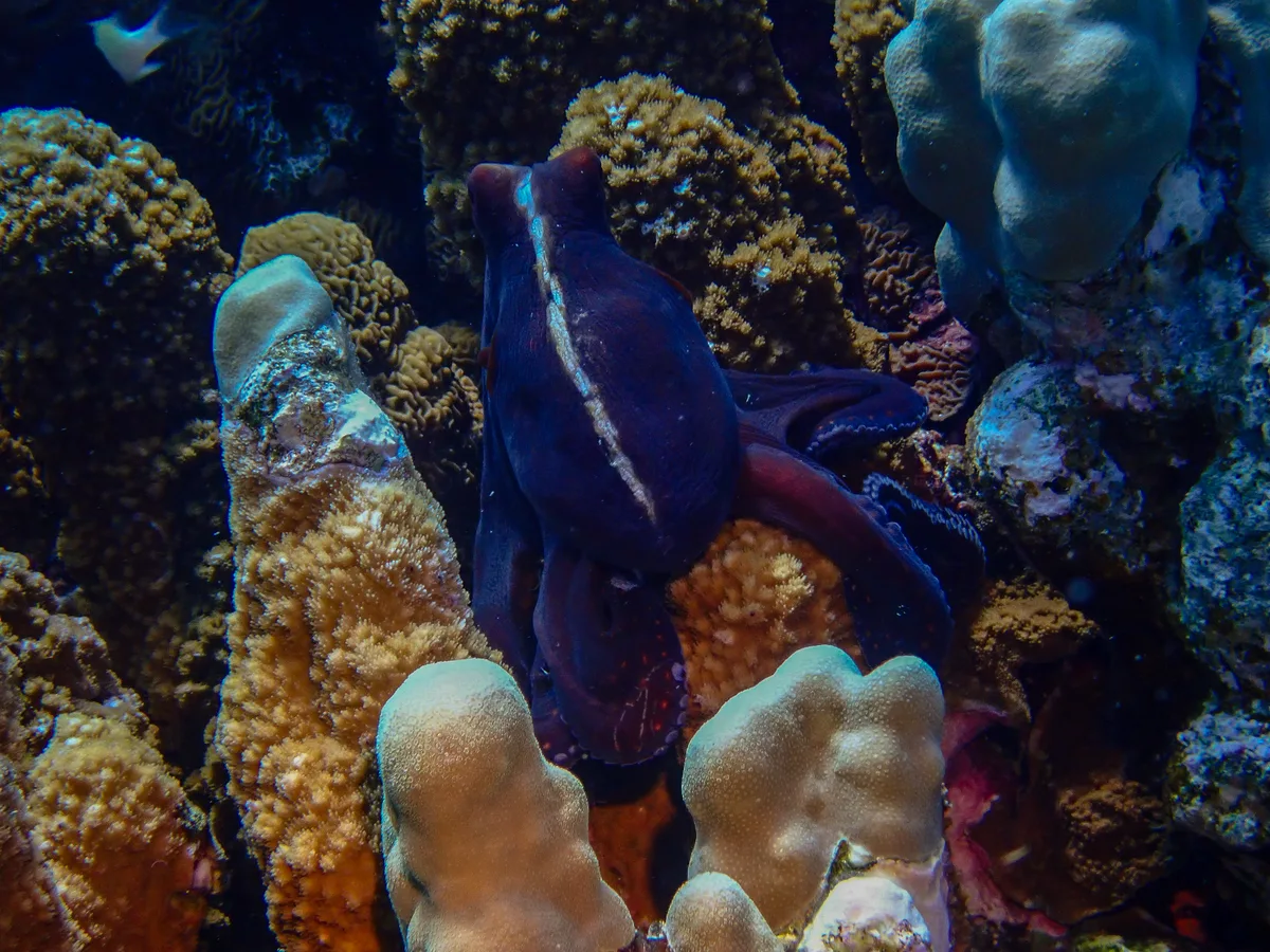 Big Blue Octopus