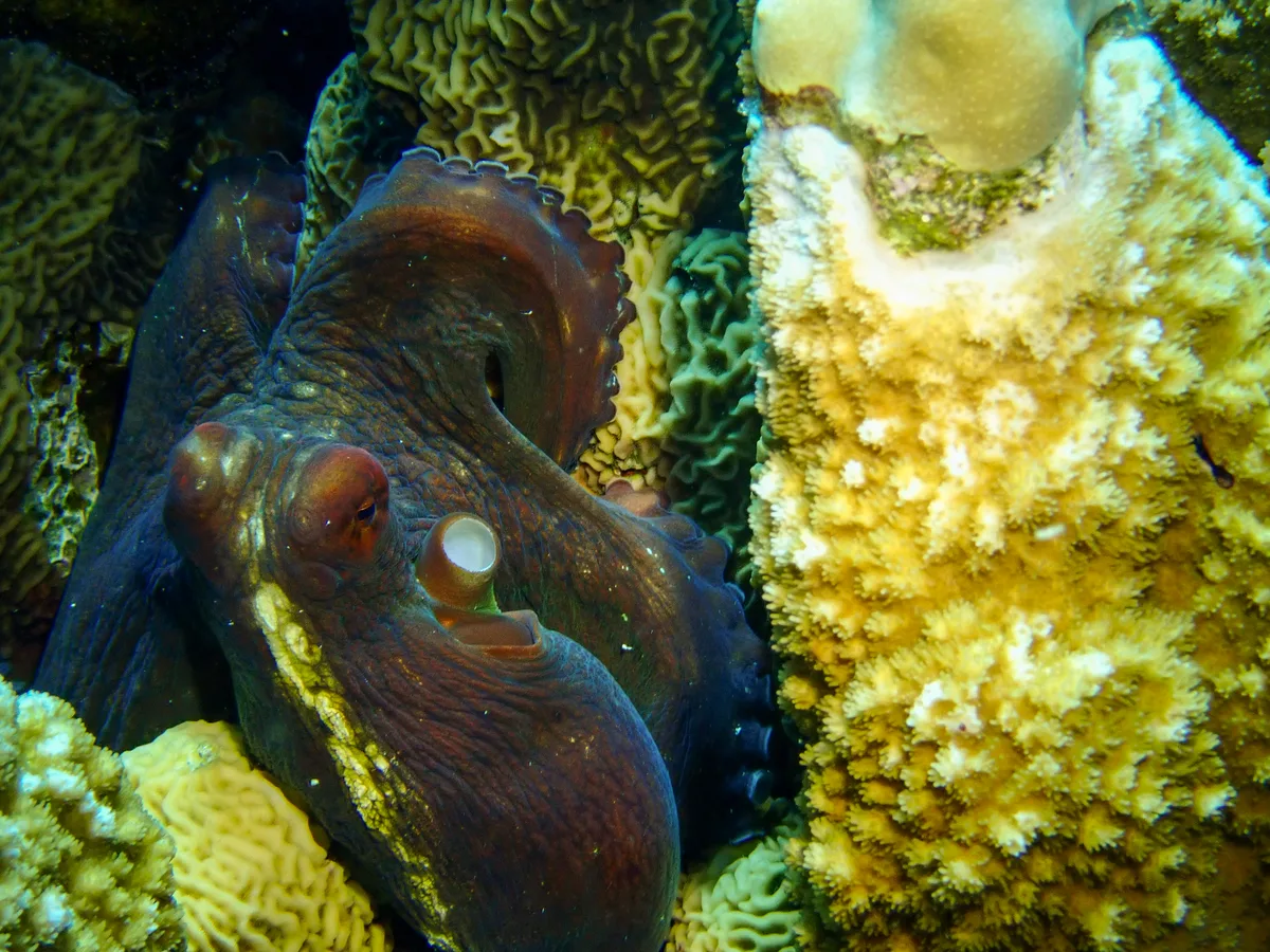 Big Blue Octopus
