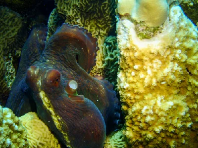 Big Blue Octopus