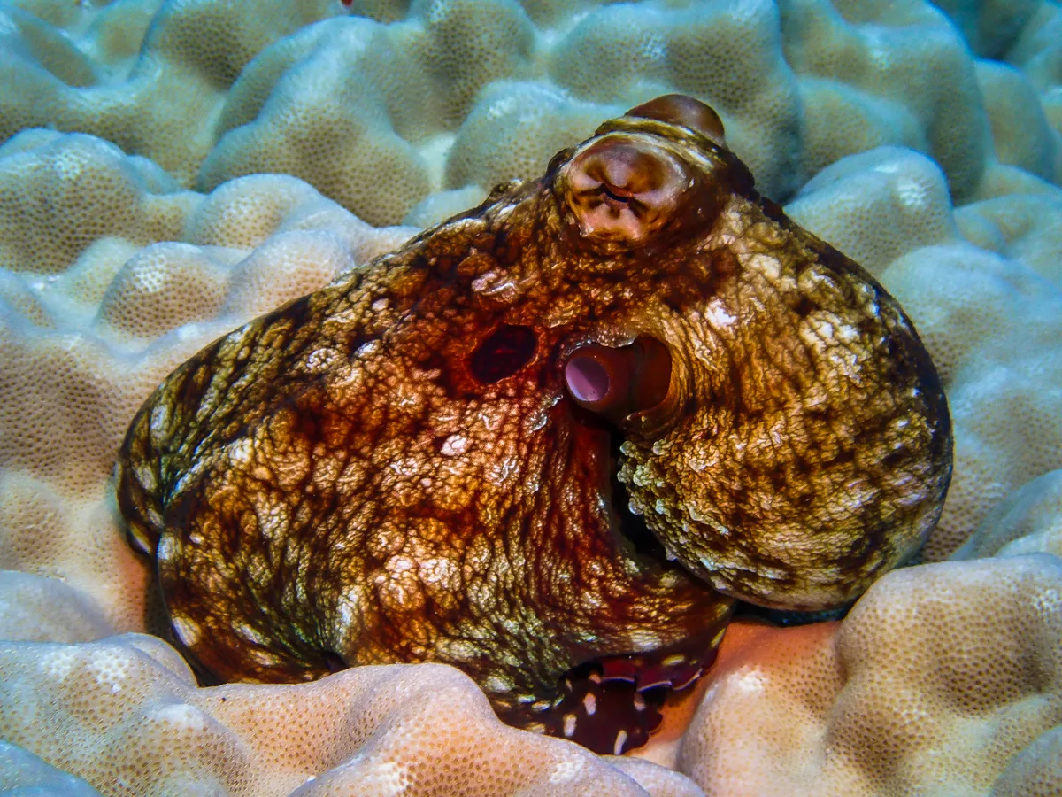 Big Blue Octopus