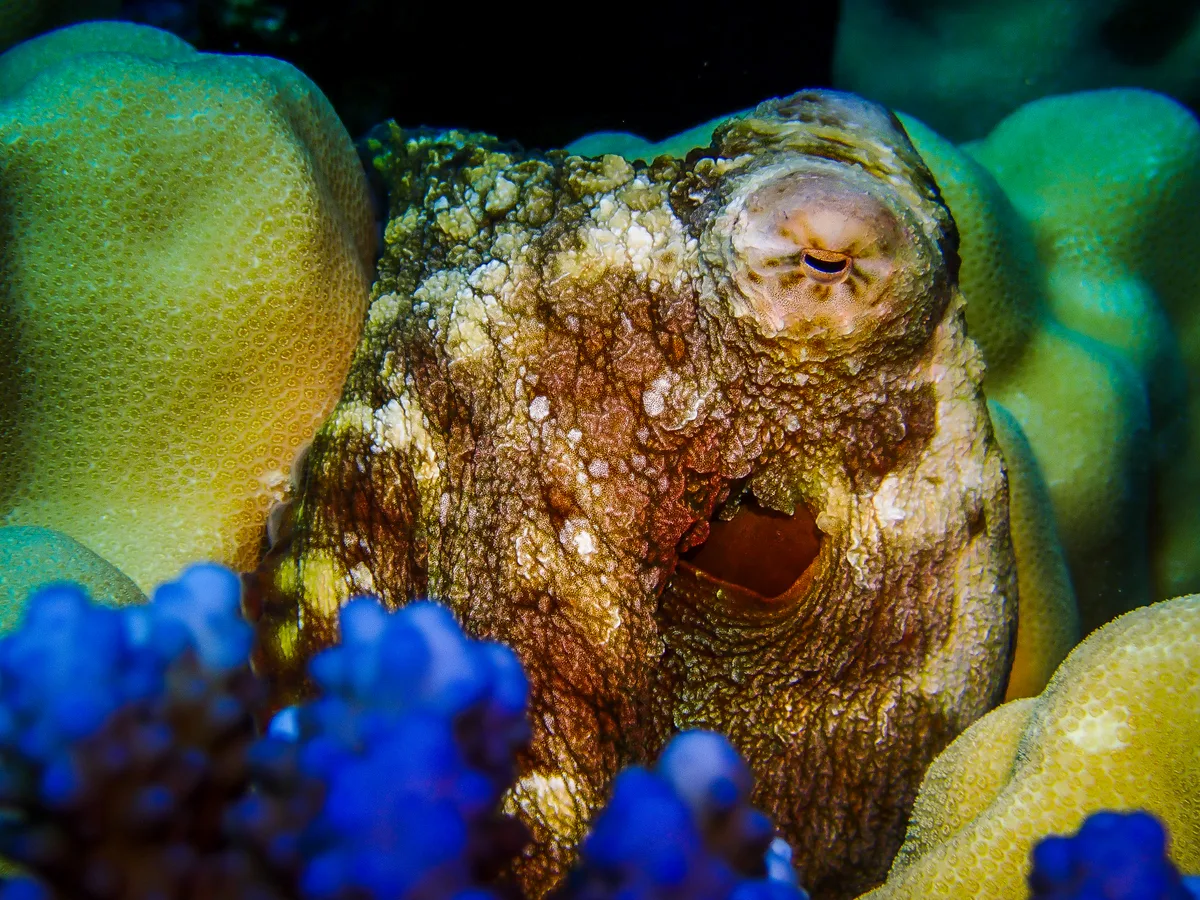 Big Blue Octopus