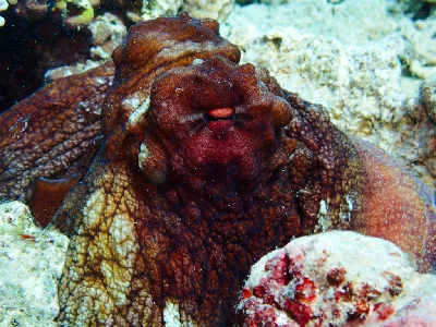 Big Blue Octopus