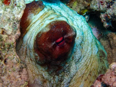 Big Blue Octopus