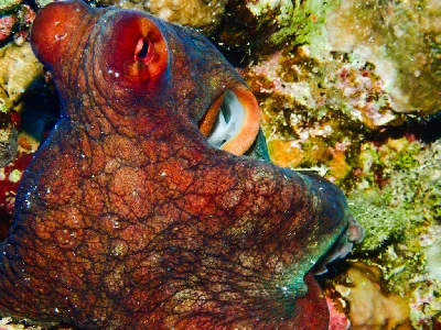 Big Blue Octopus