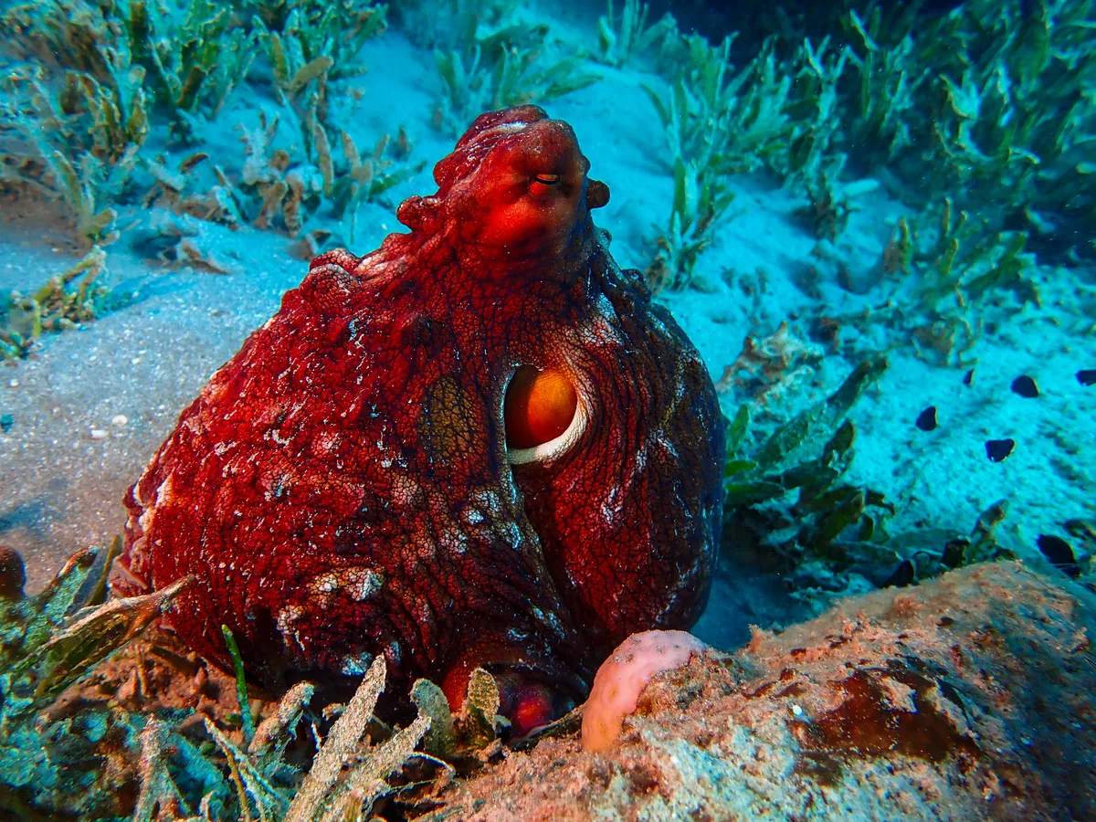 Big Blue Octopus