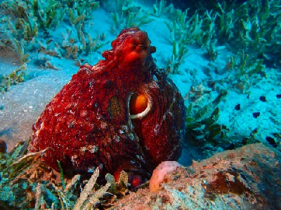Big Blue Octopus