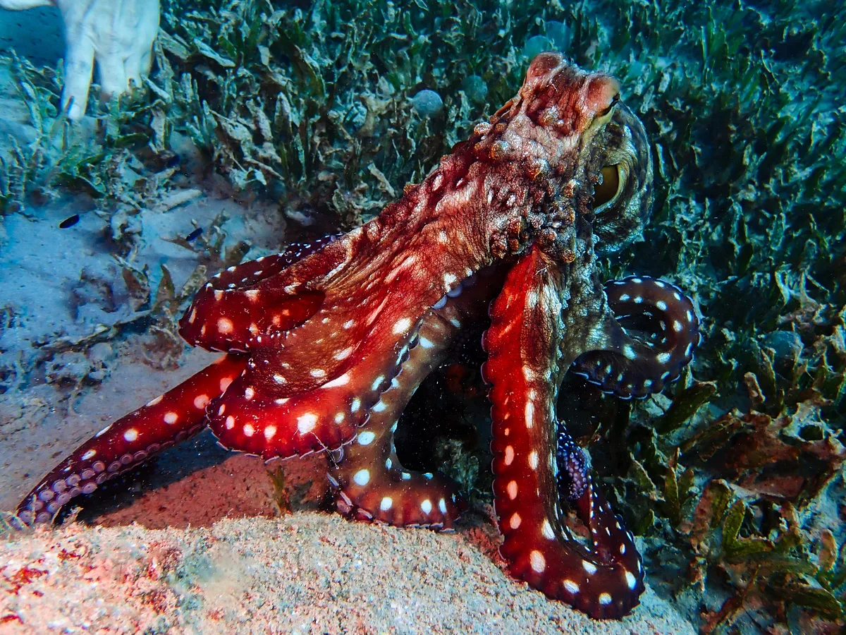 Big Blue Octopus