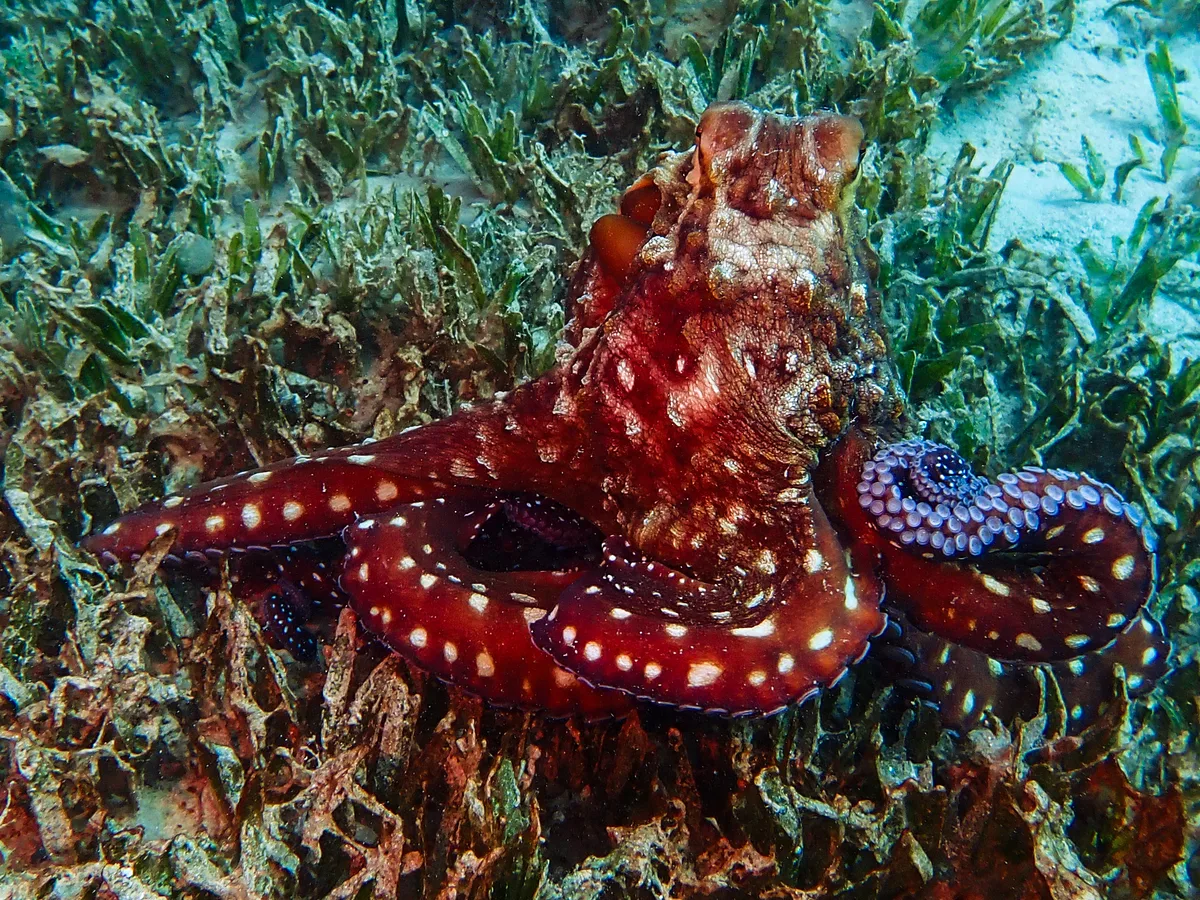 Big Blue Octopus