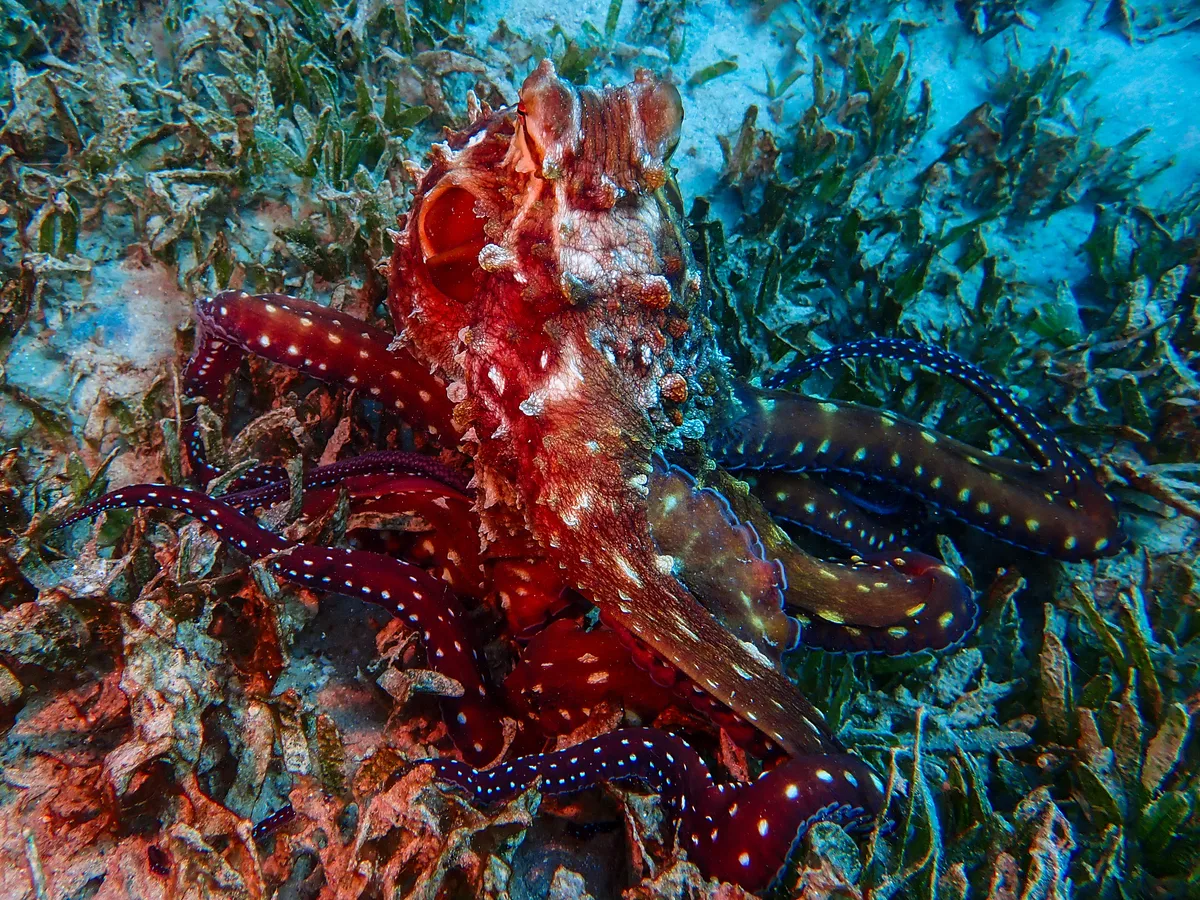 Big Blue Octopus