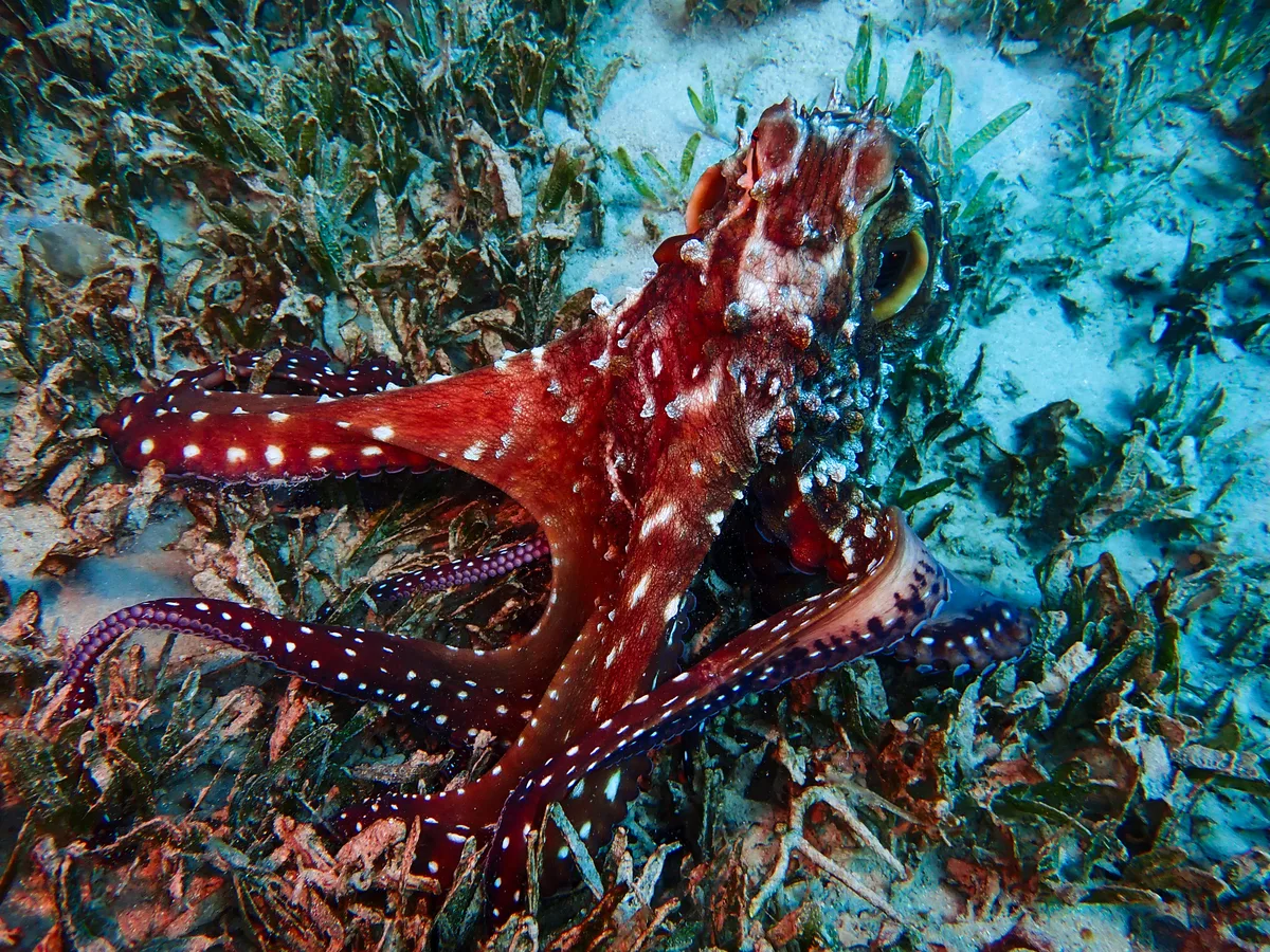 Big Blue Octopus