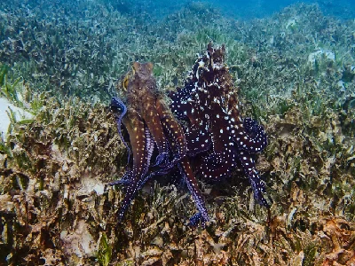 Big Blue Octopus