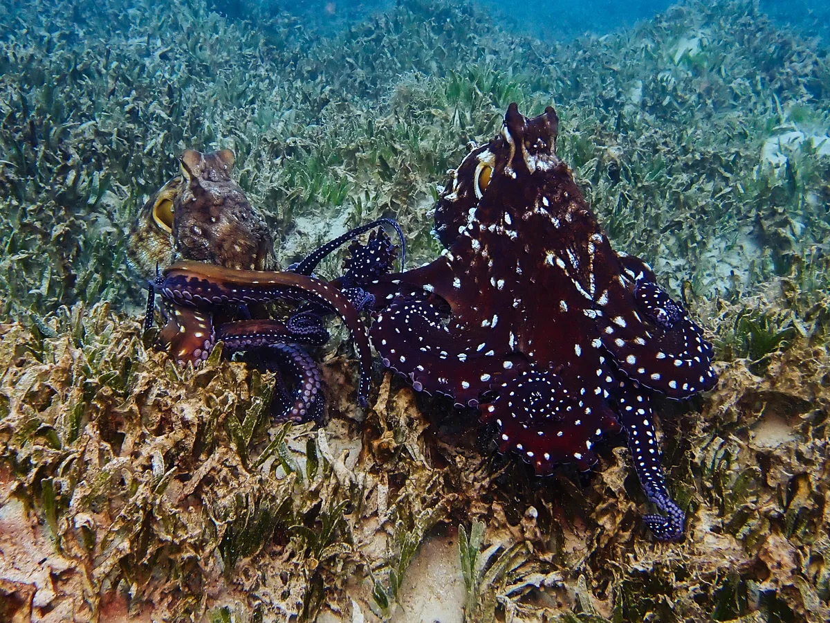 Big Blue Octopus
