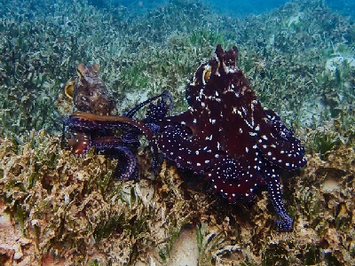 Big Blue Octopus