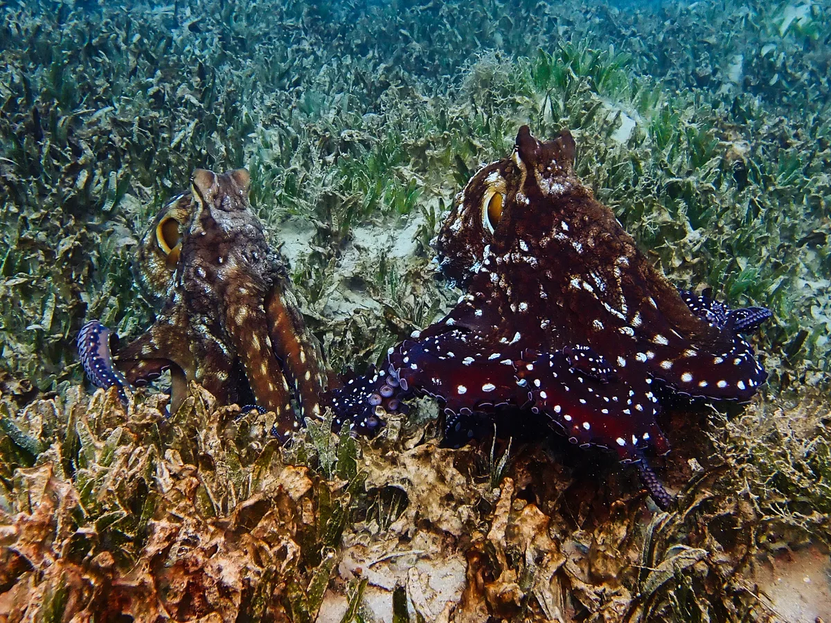 Big Blue Octopus