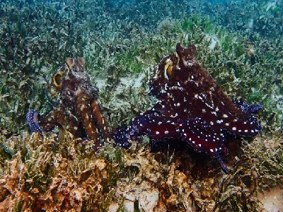 Big Blue Octopus