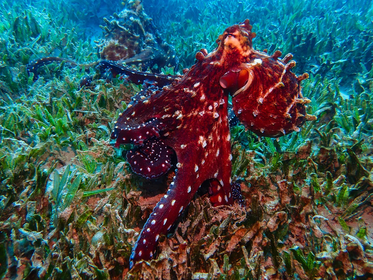 Big Blue Octopus