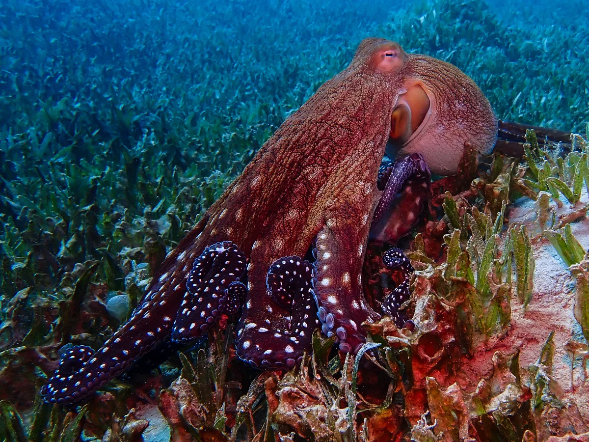 Big Blue Octopus