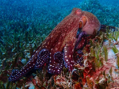 Big Blue Octopus