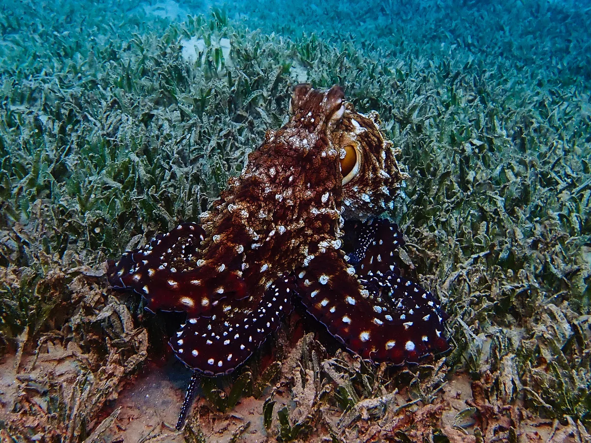 Big Blue Octopus
