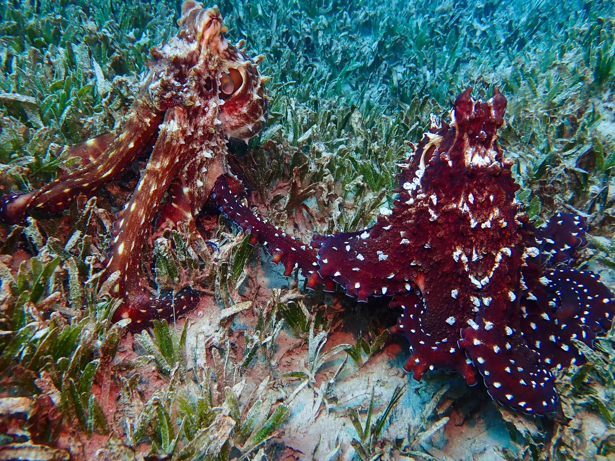 Big Blue Octopus