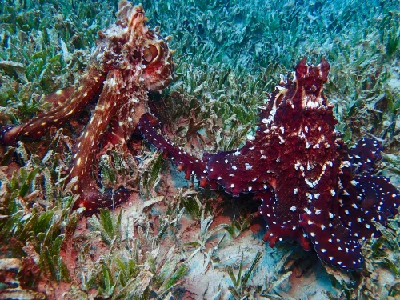 Big Blue Octopus