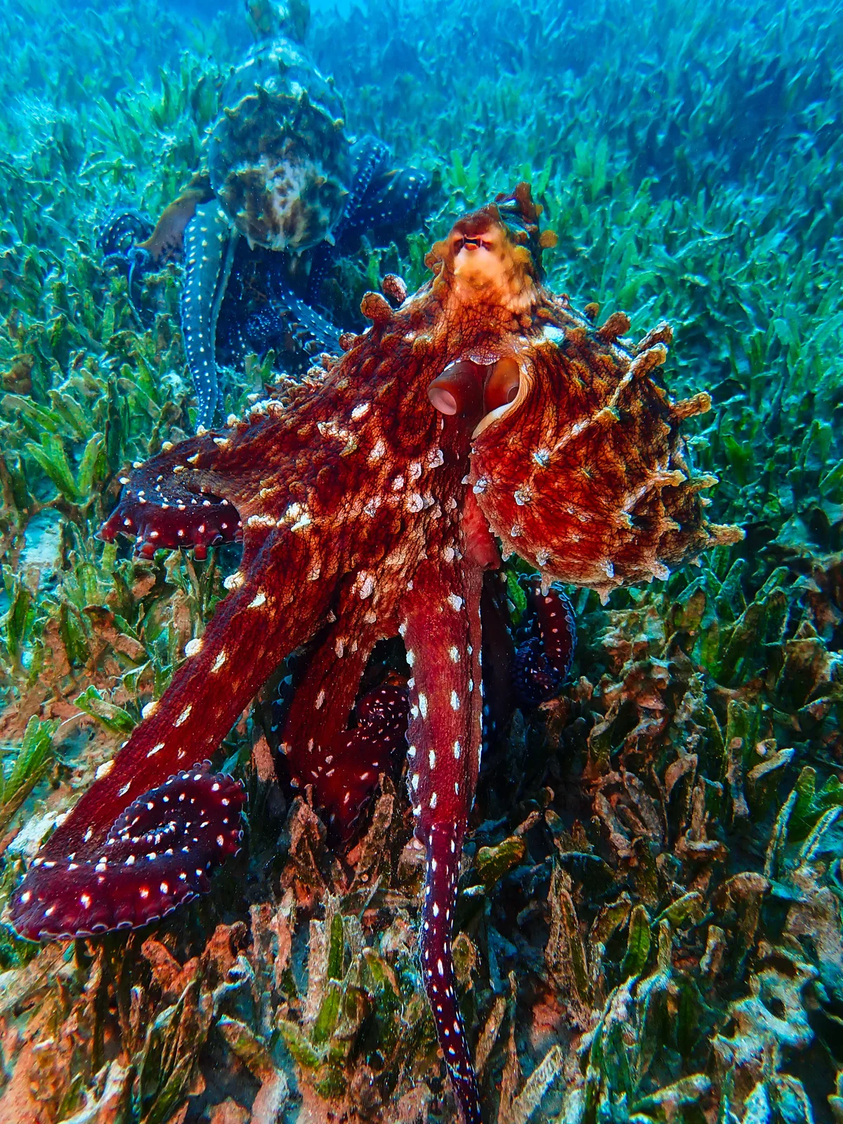 Big Blue Octopus