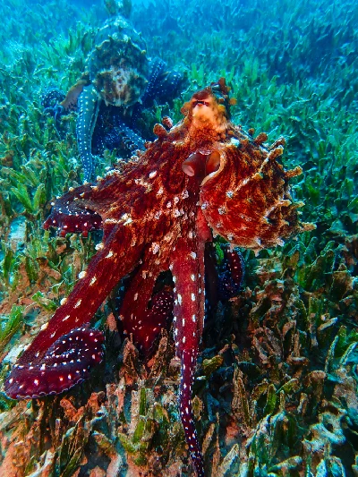 Big Blue Octopus