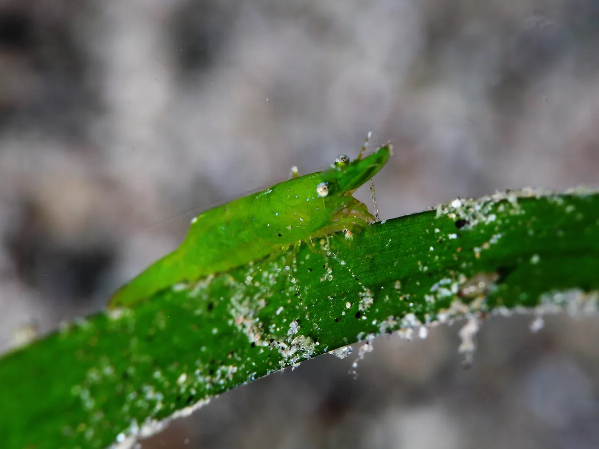 Big-nose Seagrass Shrimp
