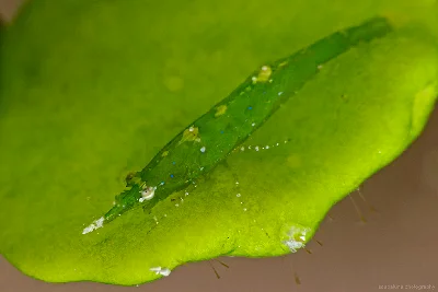 Big-nose Seagrass Shrimp