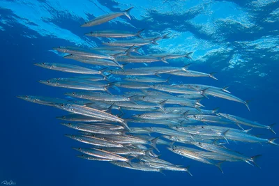 Bigeye Barracuda - Sphyraena forsteri