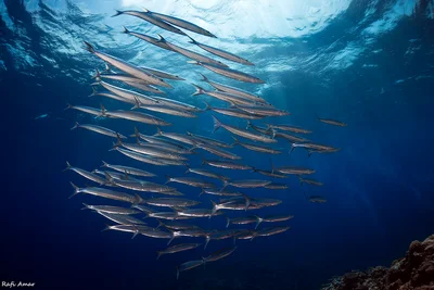 Bigeye Barracuda - Sphyraena forsteri