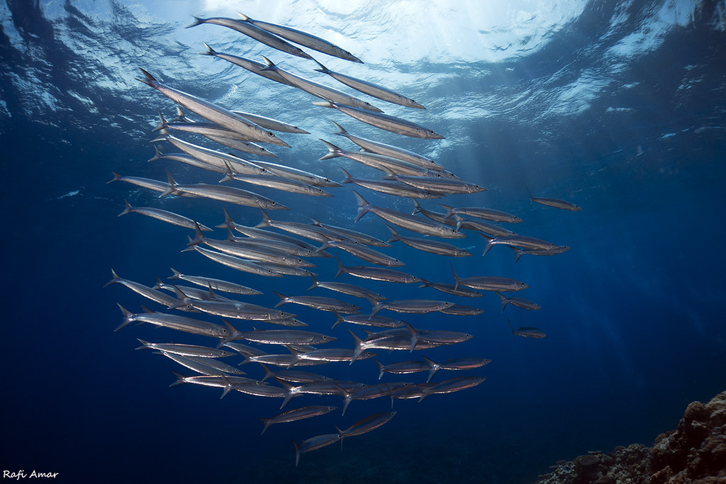 Bigeye Barracuda - Sphyraena forsteri