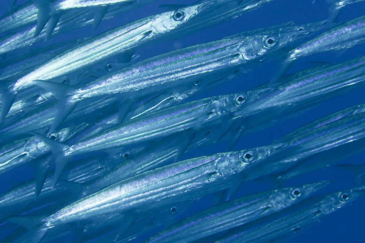 Bigeye Barracuda
