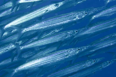 Bigeye Barracuda