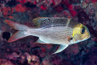 Bigeye Emperor