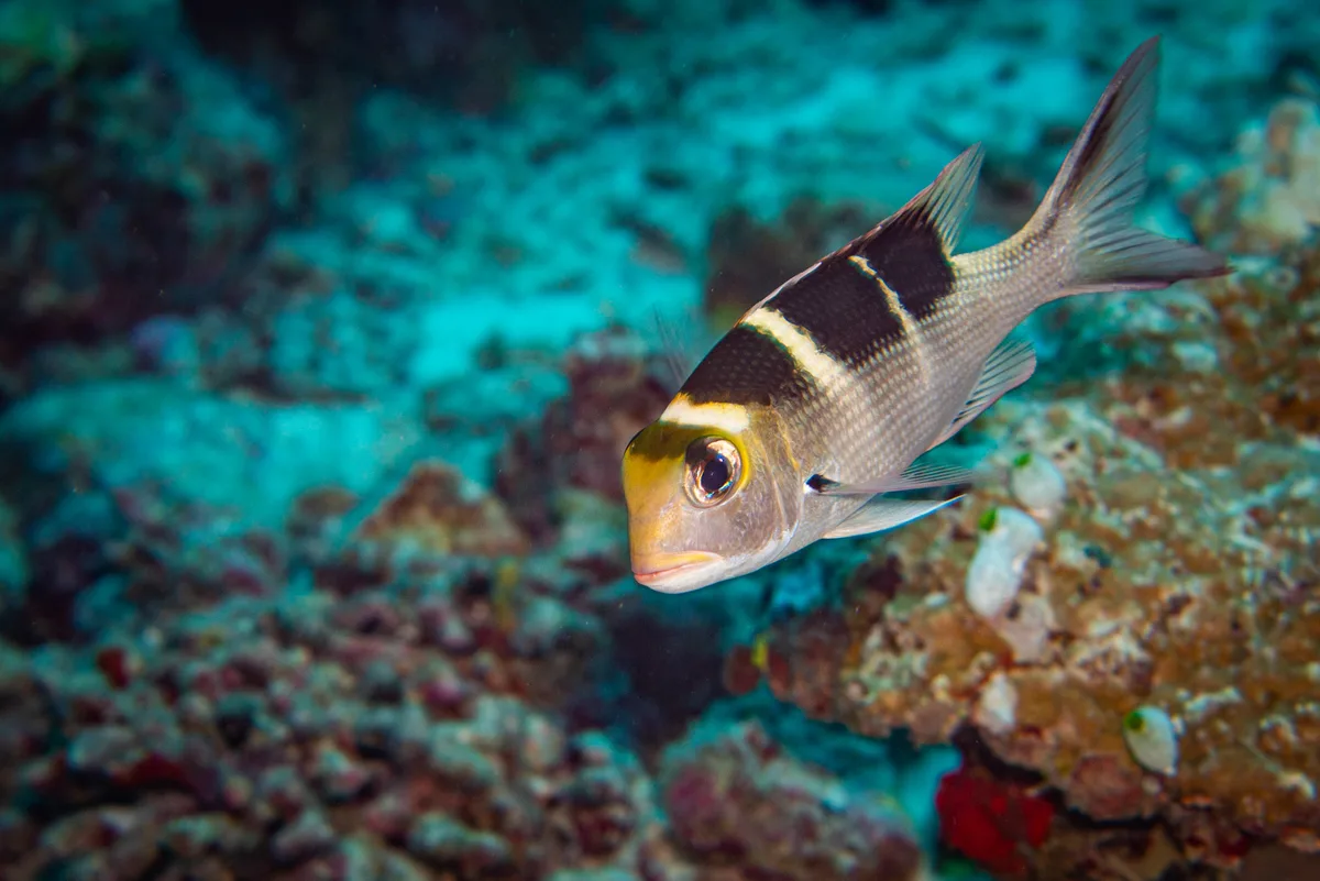 Bigeye Emperor - juvenile