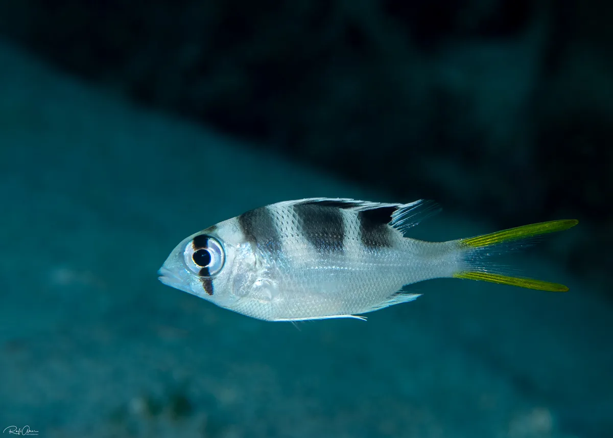 Bigeye Emperor - juvenile